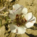 Calochortus venustus പുഷ്പം