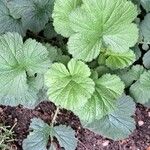 Geum coccineum Blad