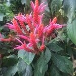 Aphelandra sinclairiana ফুল