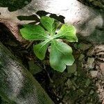 Podophyllum peltatum葉