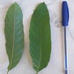 Banara guianensis Leaf