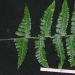 Thelypteris biolleyi Drugo