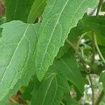 Canarina canariensis Leht