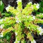 Echium decaisnei Flower