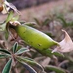 Crotalaria goreensis Frugt