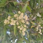 Conocarpus lancifolius