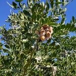 Sophora secundiflora Frucht