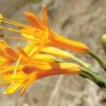 Stenomesson aurantiacum Flower