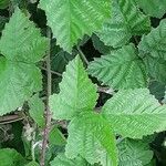 Rubus pruinosus Leaf