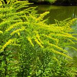 Solidago canadensis 花