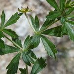 Potentilla pyrenaica Leaf