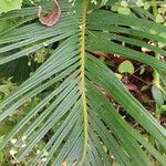 Cycas circinalis Leaf