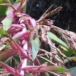 Tillandsia australis Flower