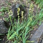 Sisyrinchium striatum Квітка