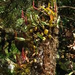 Bulbophyllum nigericum Hábito