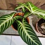 Caladium lindenii Yaprak