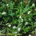 Myosotis pusilla Hábito