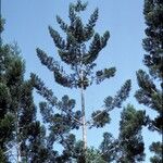 Araucaria cunninghamii Hábitos