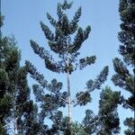 Araucaria cunninghamii Vivejo