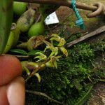 Bulbophyllum pumilum Flor