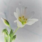 Cerastium arvense Λουλούδι