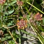 Bupleurum ranunculoides Fruit