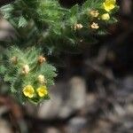 Neatostema apulum Flower