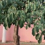 Tabebuia roseoalba Blatt