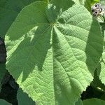 Abutilon grandifoliumLeaf