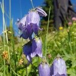 Campanula barbata Flor