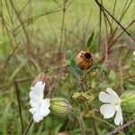 Silene latifoliaKwiat