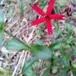 Silene virginica Folha