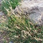 Poa bulbosa Fula