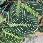 Maranta leuconeura Leht