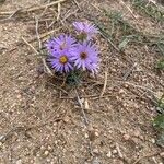 Machaeranthera tanacetifolia Flor