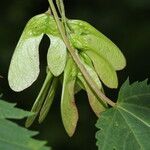 Acer glabrum Frucht