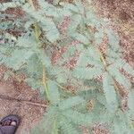 Prosopis juliflora Leaf