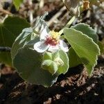 Abutilon incanum Habitus