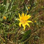 Wyethia angustifolia Hábito