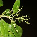 Hedyosmum bonplandianum Blatt