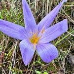 Crocus autumnalisBlüte