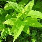 Helianthus divaricatus Hoja