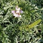 Ambrosia tenuifolia Bloem