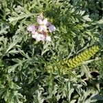 Ambrosia tenuifolia Flower