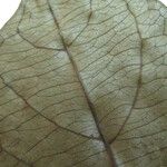 Terminalia amazonia Otro
