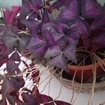 Oxalis triangularis Blatt