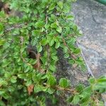 Cotoneaster adpressus Blodyn