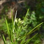 Cardamine impatiens 果實