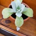 Kalanchoe marmorata Листок