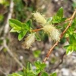 Salix breviserrata 花